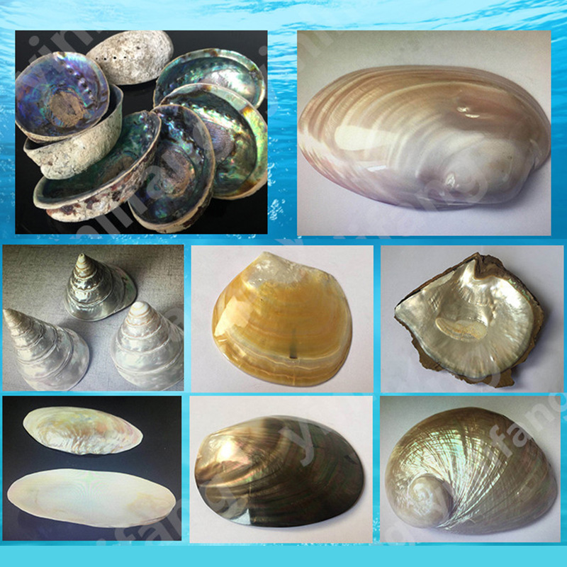 Abalone Sheet Paper for Musica - Musical Instruments List review and price